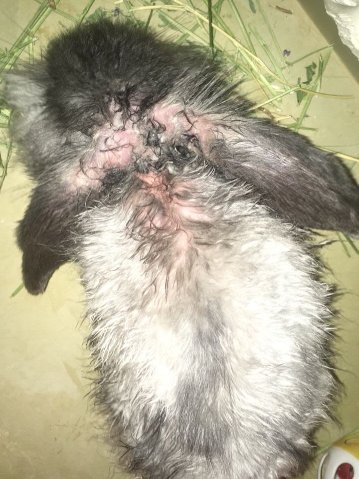 مشکلات پوستی خرگوش 
